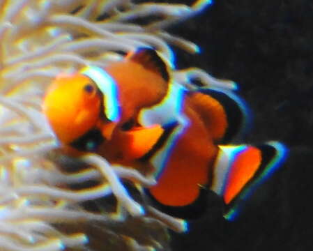 Imagem de Amphiprion ocellaris Cuvier 1830