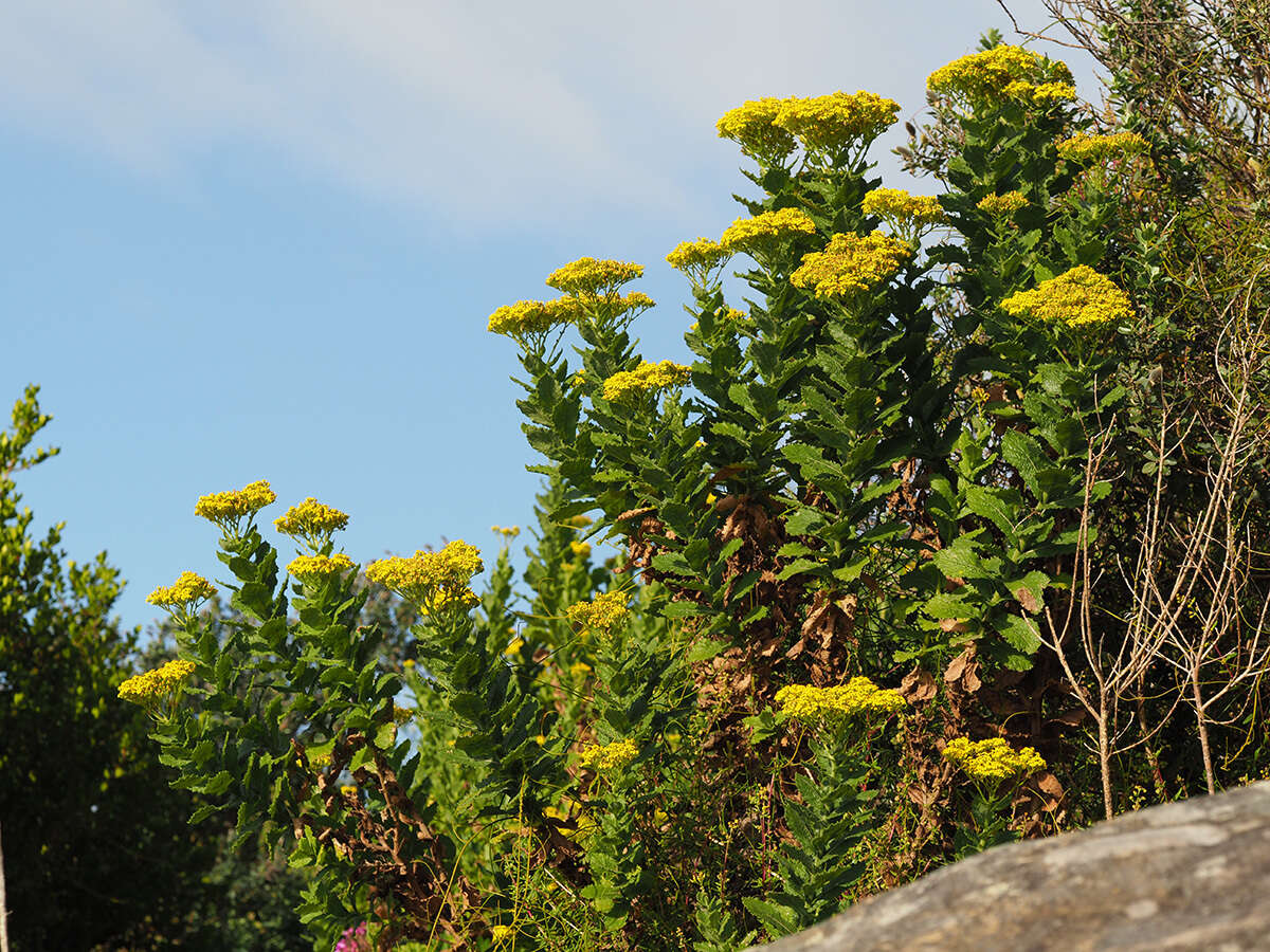 Image of Poisonous ragwort