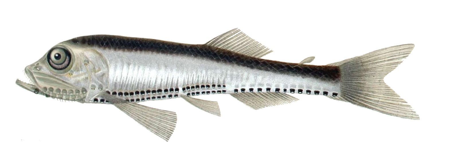 Image of Lightfish
