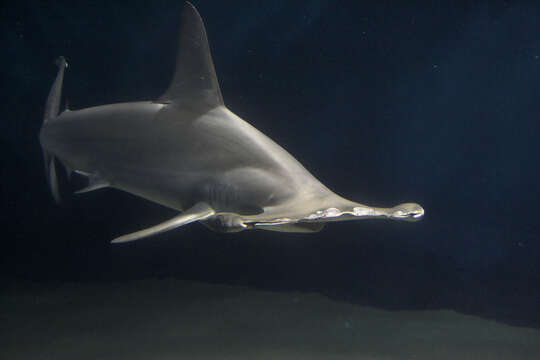 Image of hammerhead sharks