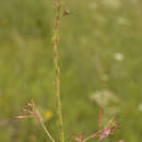 Oenothera gaura W. L. Wagner & Hoch resmi