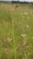 Imagem de Oenothera gaura W. L. Wagner & Hoch