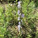 Image of pale lobelia