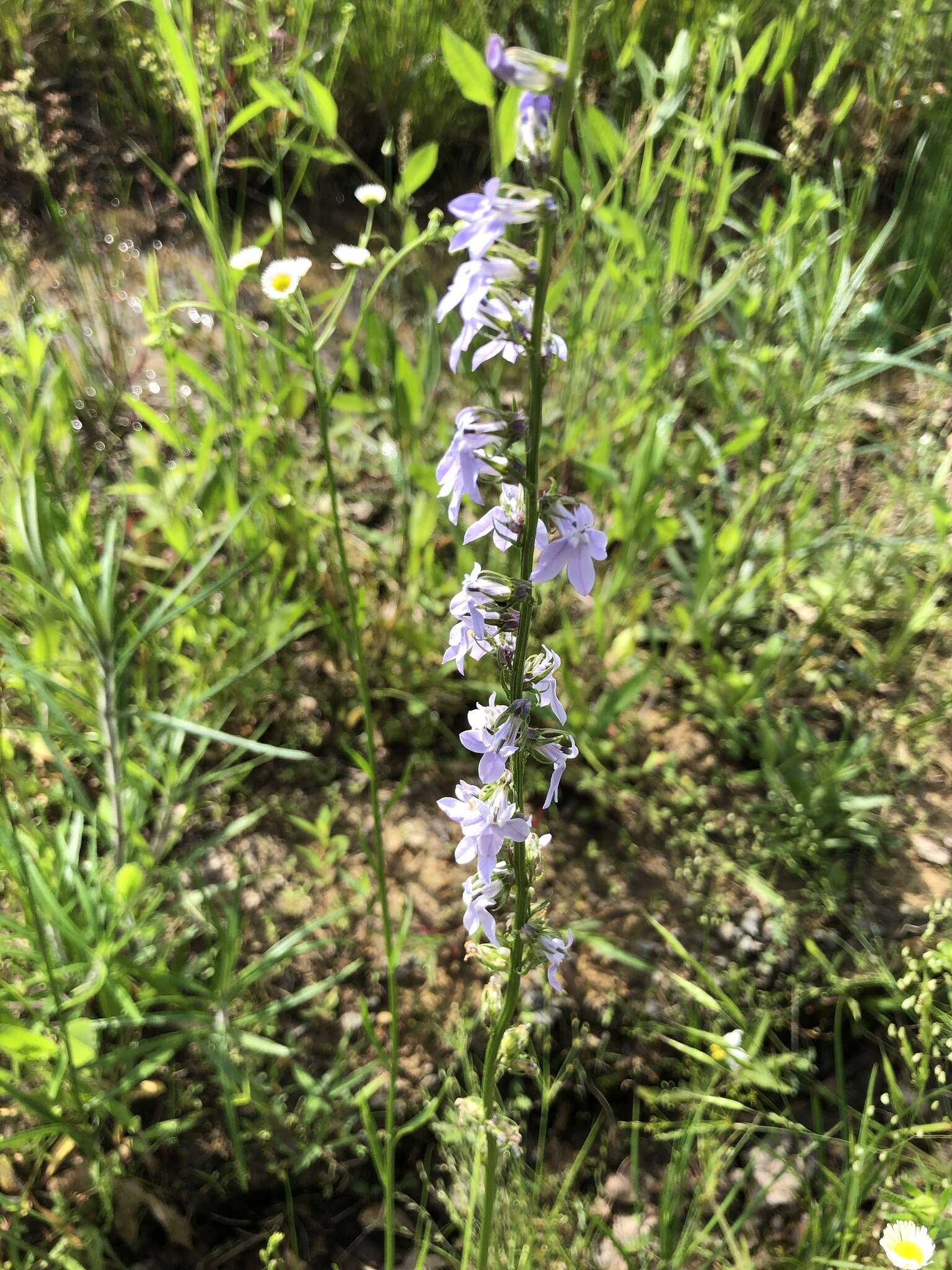 Image of pale lobelia