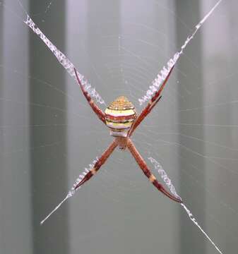 Image of St Andrews cross spider