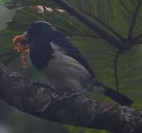 Image of Orange-fronted Barbet