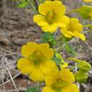 Image of Tropaeolum beuthii Klotzsch