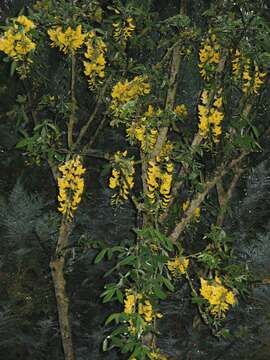 Image of Common Laburnum