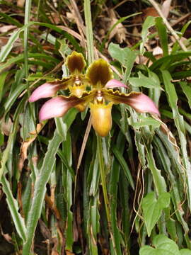 Image de Paphiopedilum hirsutissimum (Lindl. ex Hook.) Stein