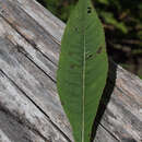 Plancia ëd Vernonia glauca (L.) Willd.