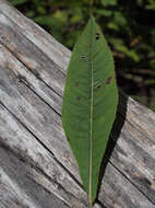 Image de Vernonia glauca (L.) Willd.