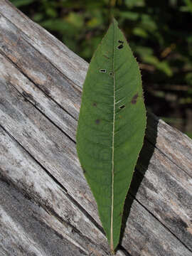 Image de Vernonia glauca (L.) Willd.