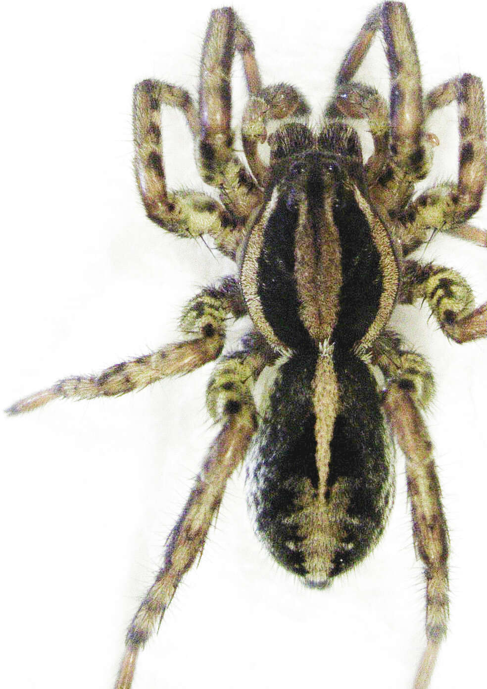 Image of Artoriopsis