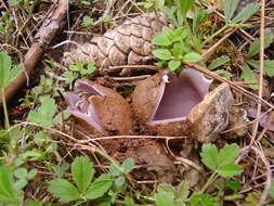 Imagem de Sarcosphaera coronaria (Jacq.) J. Schröt. 1893