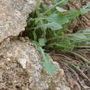 Image de Lactuca tenerrima Pourr.