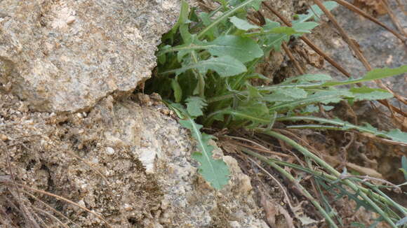 Plancia ëd Lactuca tenerrima Pourr.