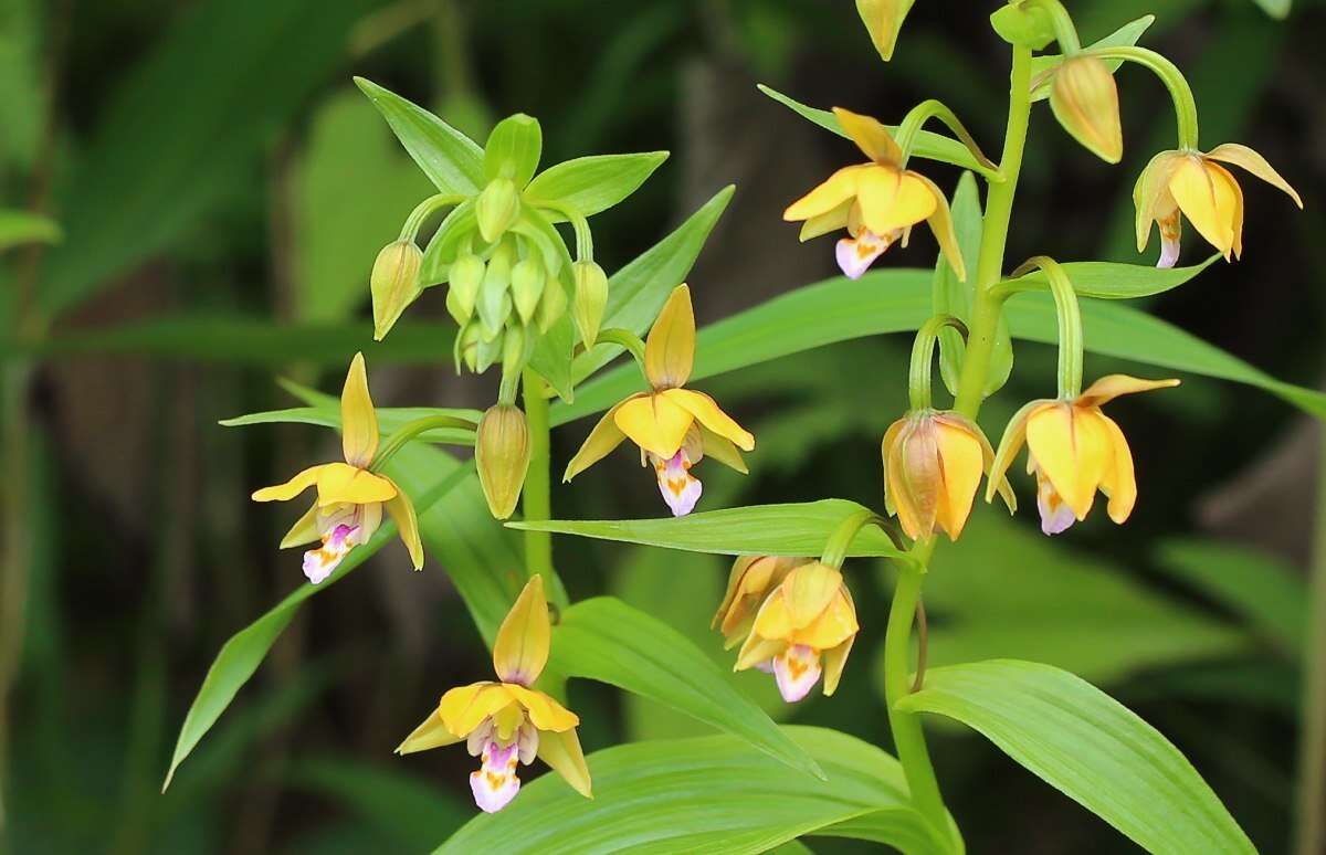 Epipactis thunbergii A. Gray resmi