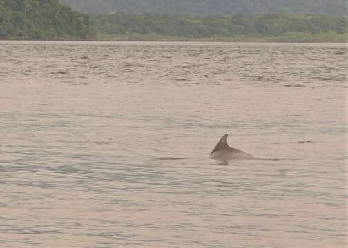 Image of Estuarine Dolphin