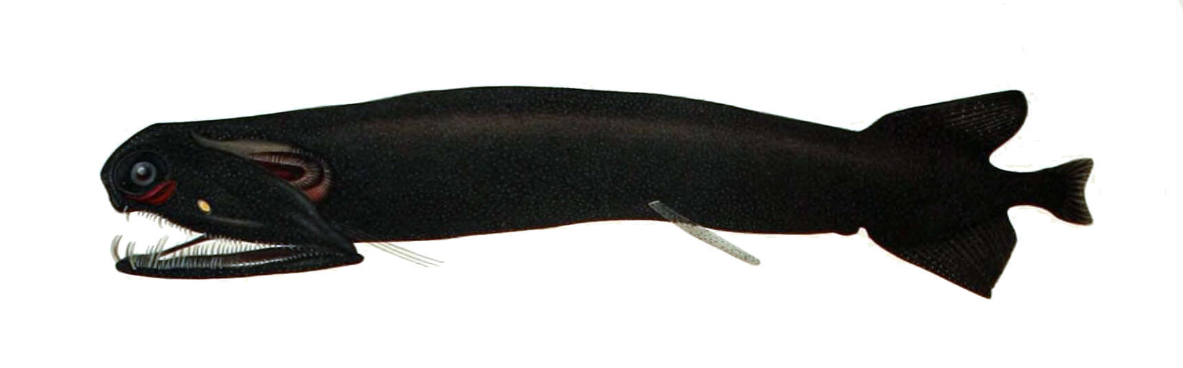 Image of Stoplight loosejaw