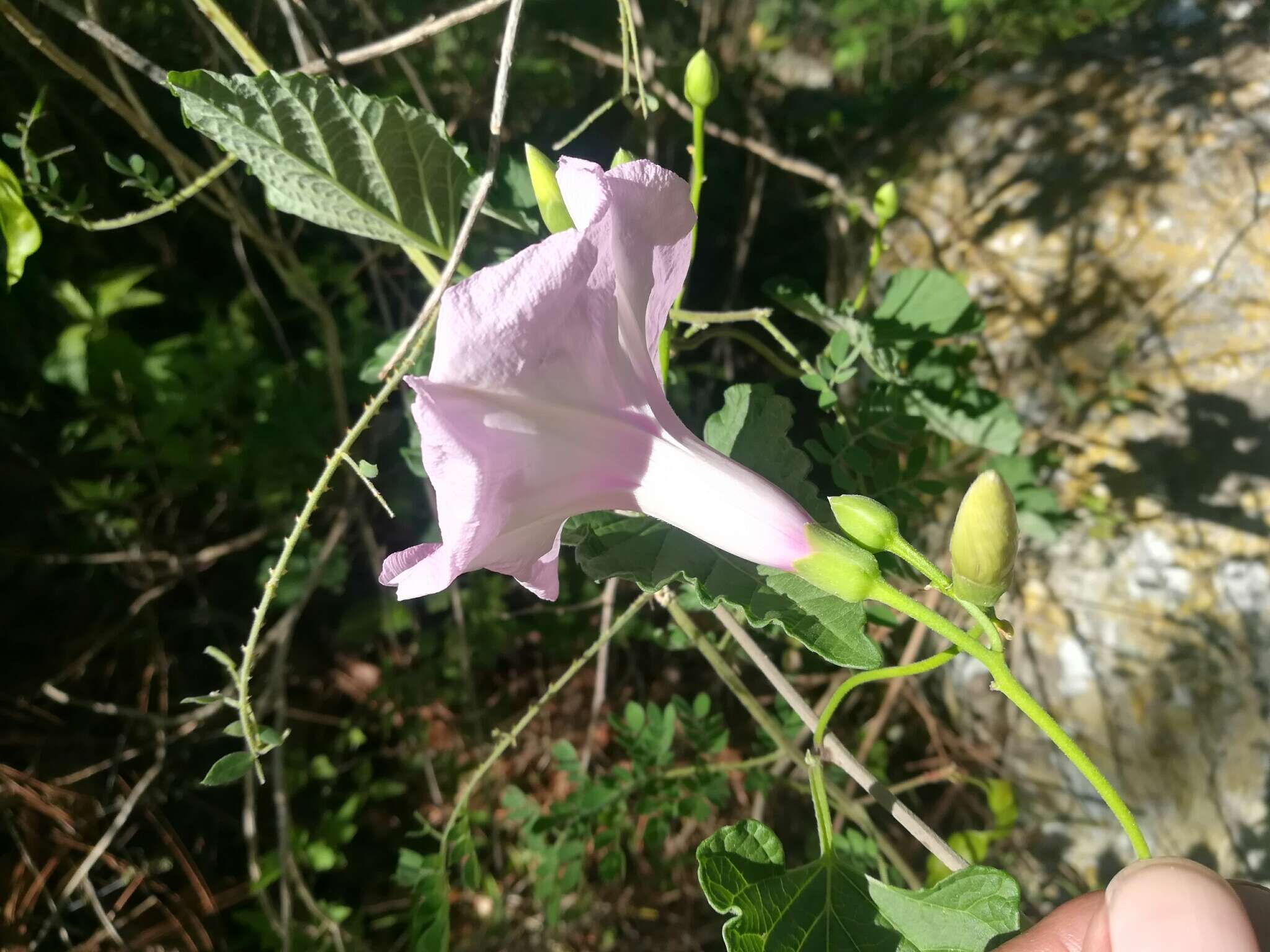 Sivun Ipomoea jalapa (L.) Coxe kuva