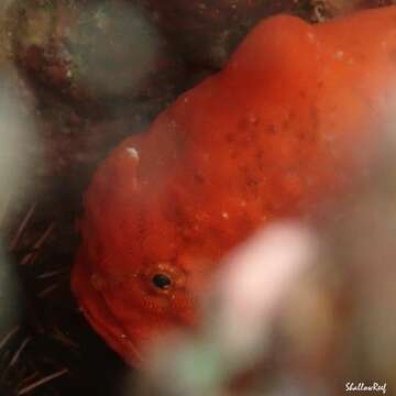 Image of Bandfin frogfish