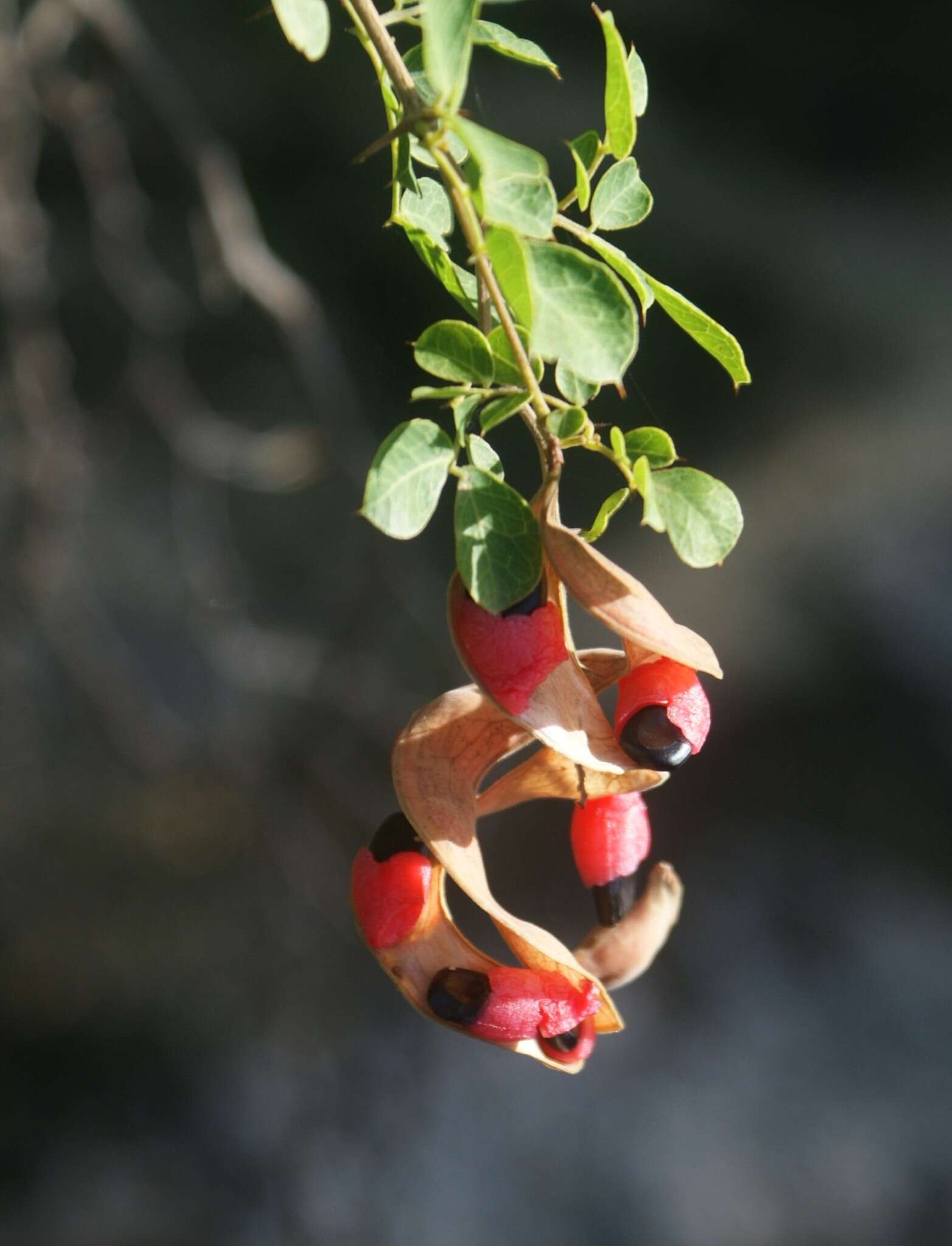 Image of Pithecellobium circinale (L.) Benth.