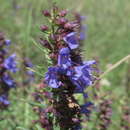 Image of Hyssopus officinalis subsp. officinalis