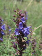 Image of Hyssopus officinalis subsp. officinalis