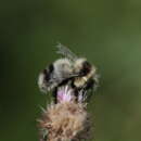 Imagem de Bombus vagans bolsteri Franklin 1913