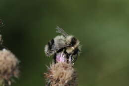 Image of Bombus vagans bolsteri Franklin 1913