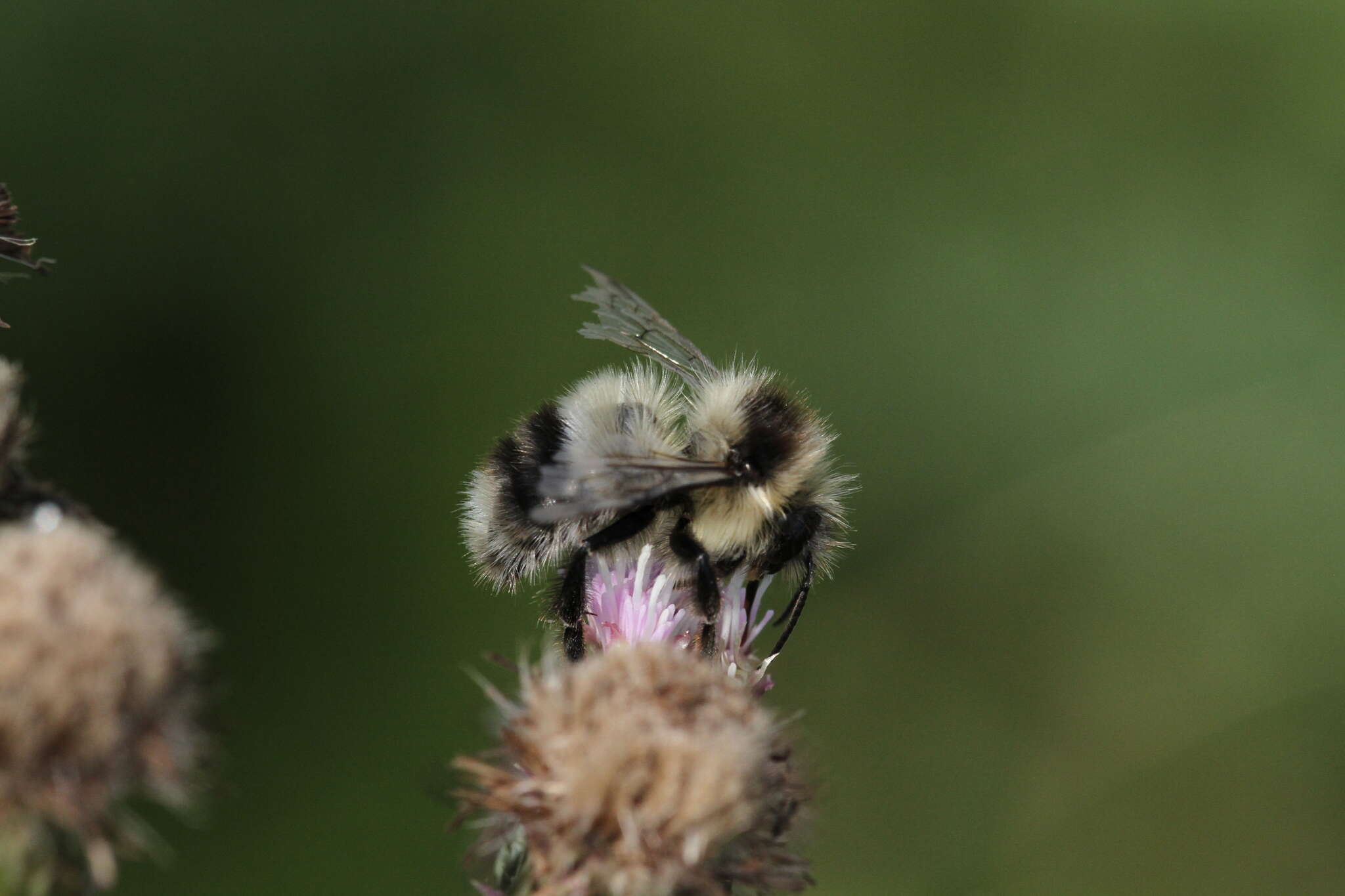 Imagem de Bombus vagans bolsteri Franklin 1913