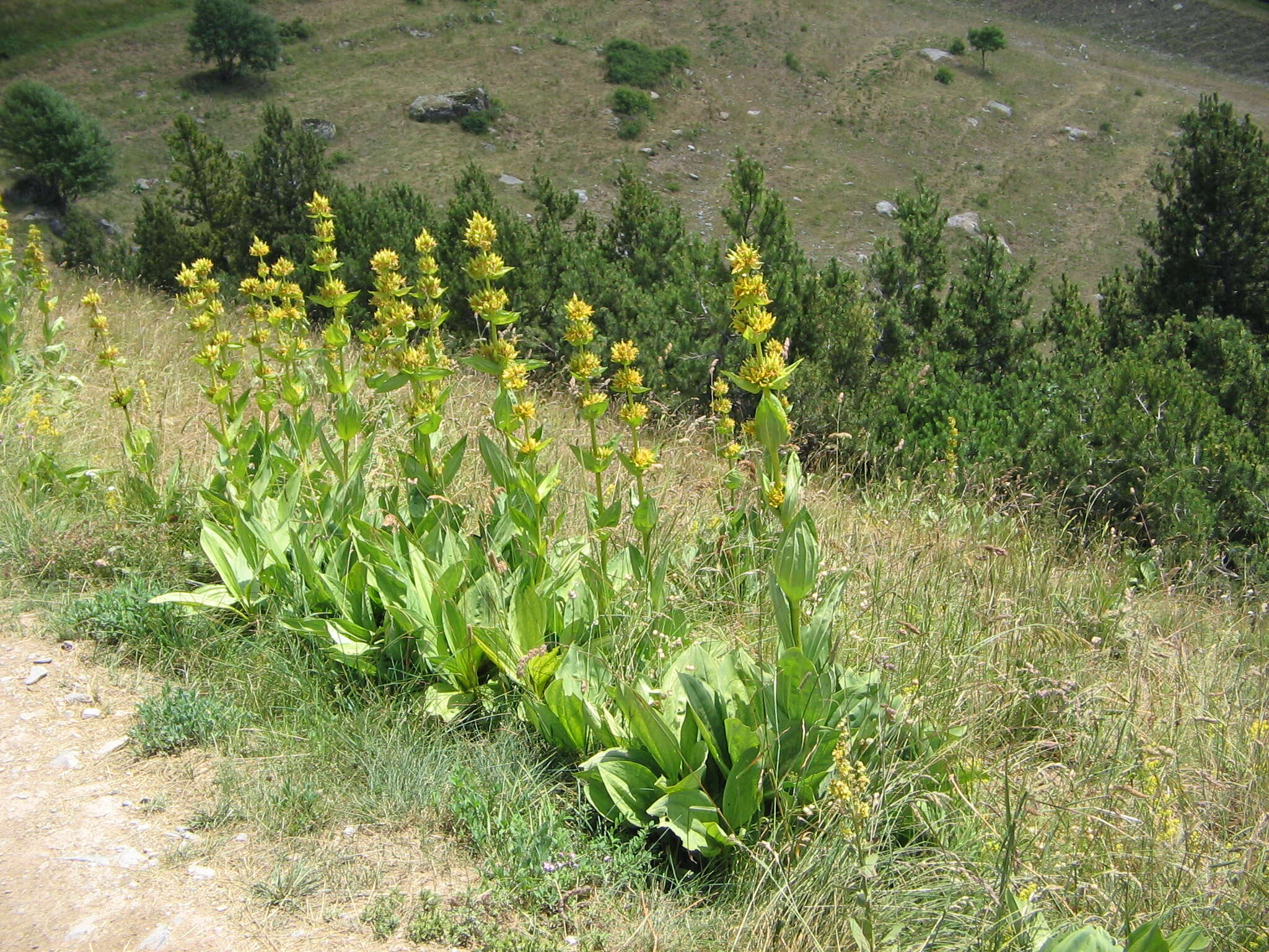 Image of bitter root