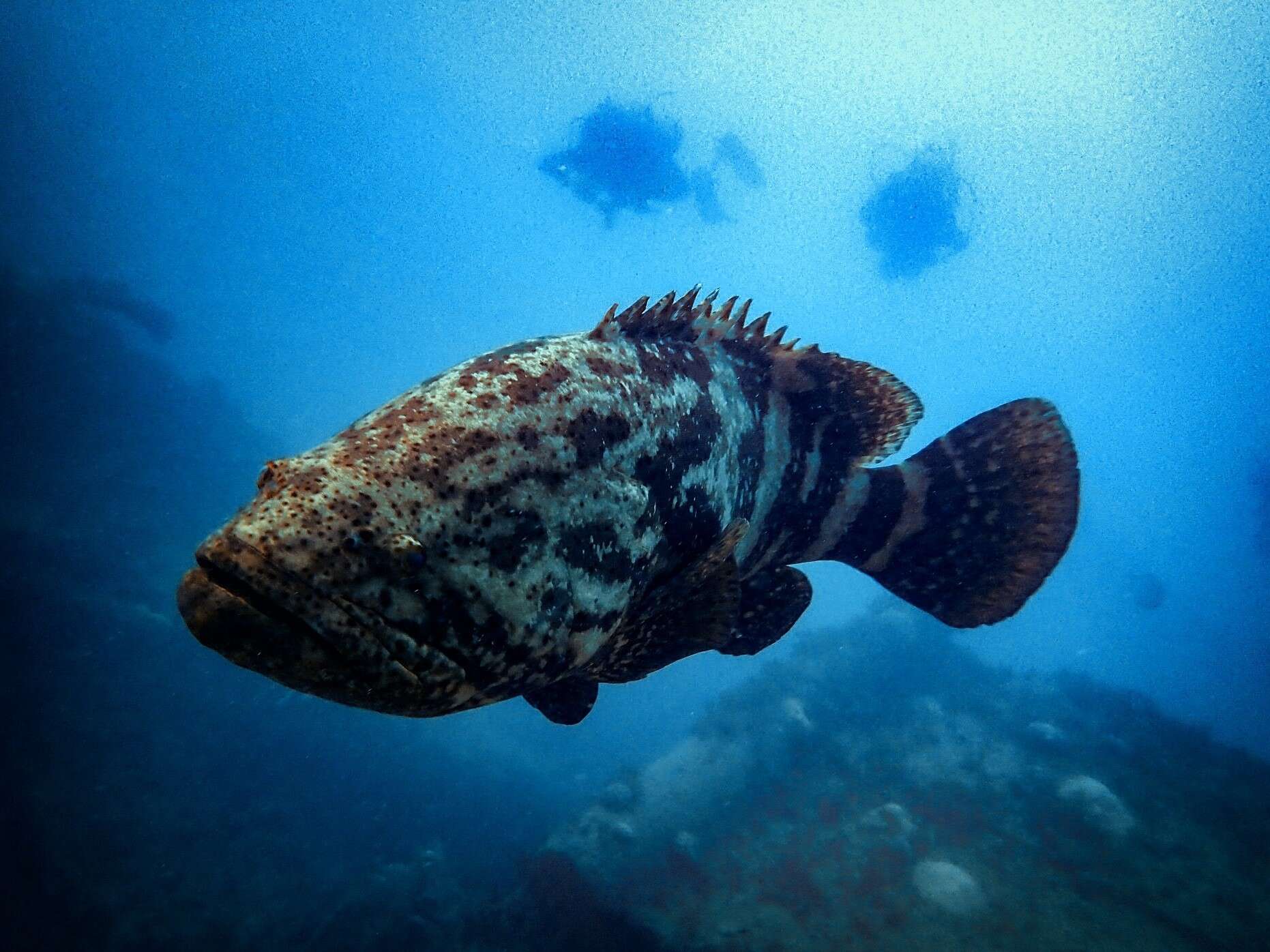 Слика од Epinephelus itajara (Lichtenstein 1822)