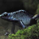 Plancia ëd Dendrobates azureus