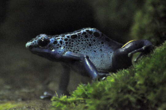 Image of Dendrobates azureus