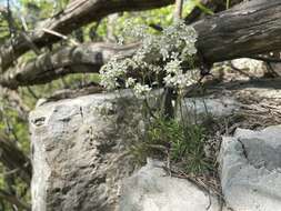 Image of branched draba