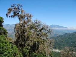 Sivun Tillandsia usneoides (L.) L. kuva