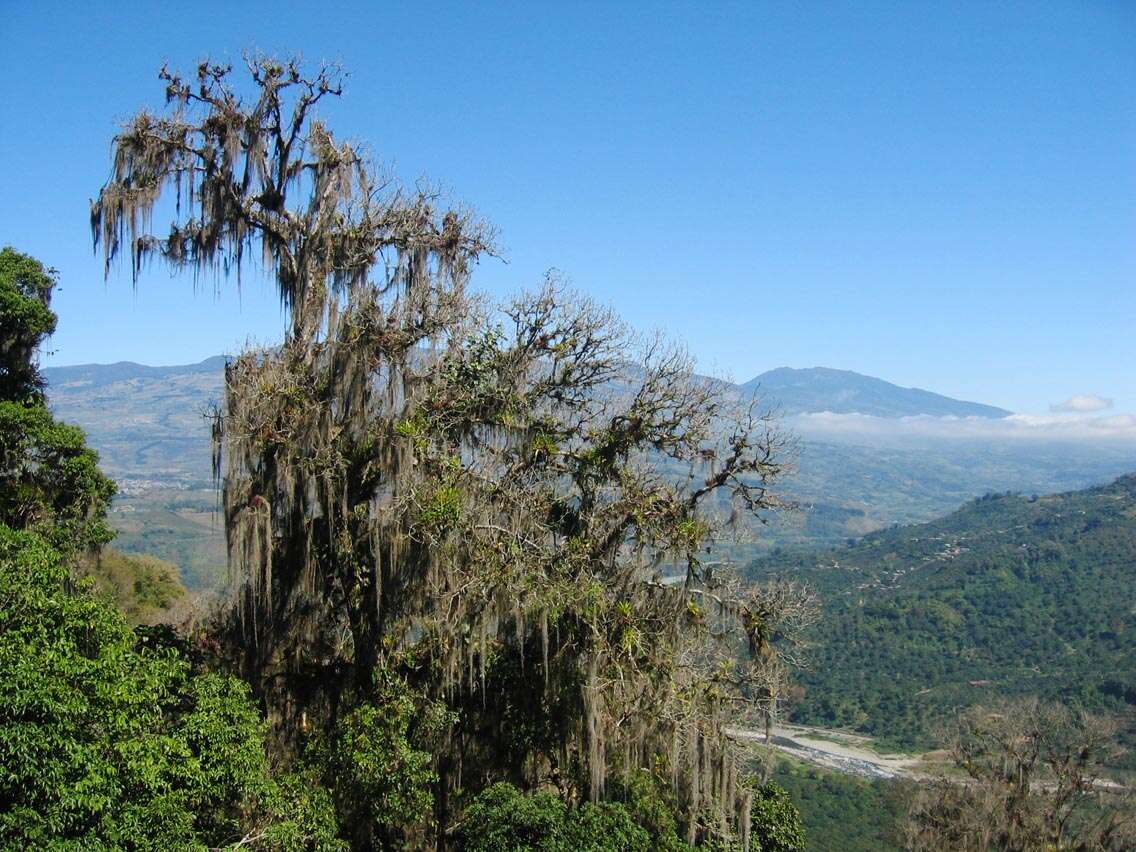 Image of Spanish moss