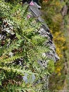 Image of Sonchus pinnatus Ait.