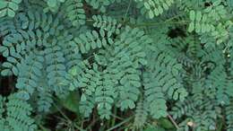 Image of Adenopodia spicata (E. Mey.) C. Presl