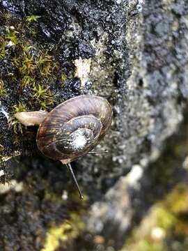 Image of Lapidary Snail