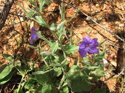 Image of Ruellia jimulcensis J. A. Villarreal Q.