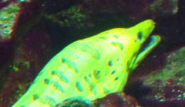 Image of Fimbriated moray