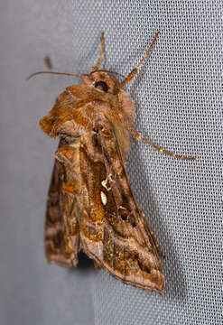 Imagem de Autographa pulchrina Haworth 1802