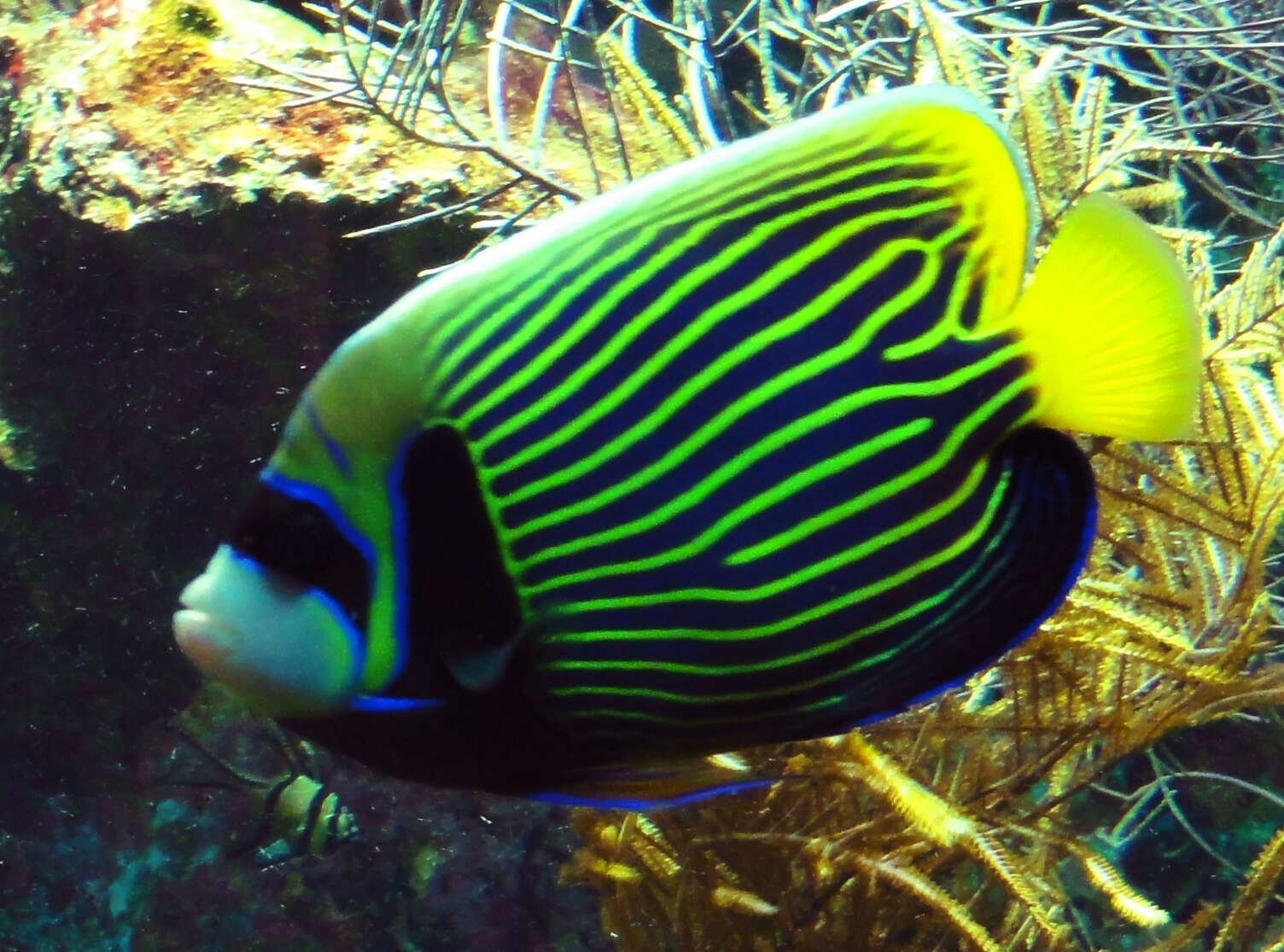 Image of Angelfish