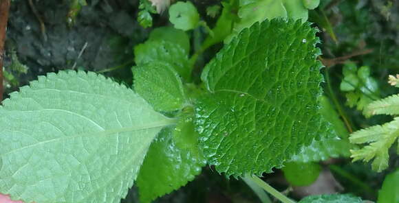 Image of Boehmeria pilosiuscula (Bl.) Hassk.