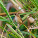 Image of Manchurian Reed Warbler