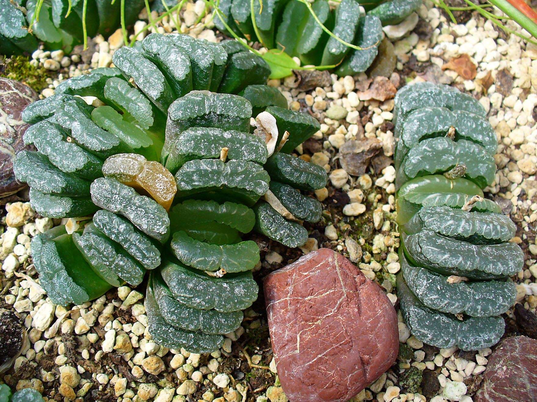 Image of Haworthia truncata Schönland