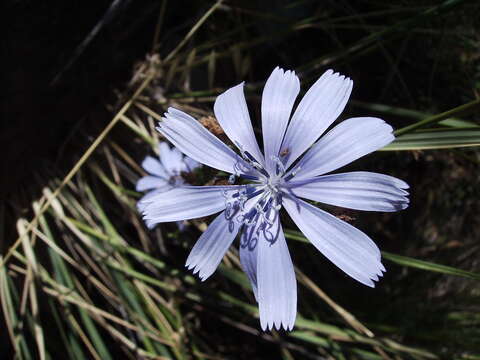 Image of chicory