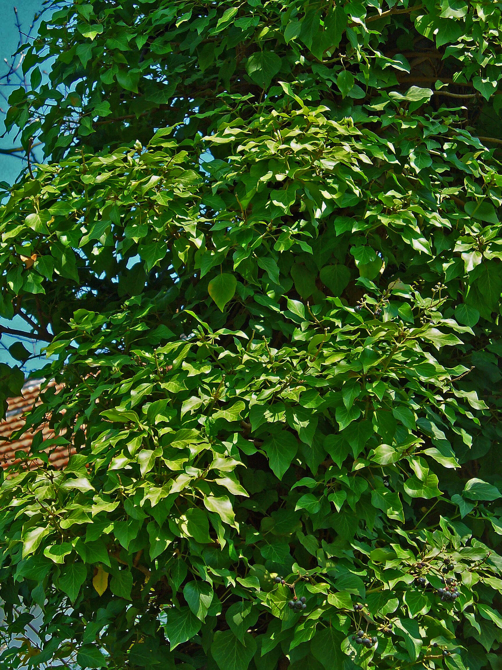 Image of English ivy